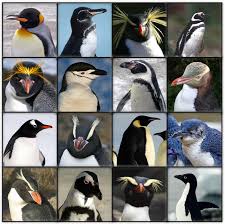The world's rarest penguin is dependent on the whims of the ocean currents for its food supply. Different Penguin Species Types Of Penguins Penguins Penguin Species