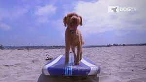 Scientist Reveals What Your Dog Really Sees When It Watches Tv Daily Mail Online