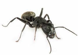 The sugar baits the insects, while the boric corrosive executes them. Pest Control Vancouver Camas Exterminators