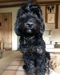 Mum is a lovely sweet natured golden labrador and dad a pure miniature apricot poodle. F1 Labradoodle Puppies For Sale Scotland Bmo Show