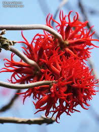Image result for Erythrina abyssinica