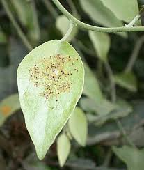 Image result for Capparis fascicularis
