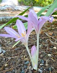 Fall blooming bulbs are more difficult to bring to mind. Fall Blooming Flower Bulbs Triangle Gardener Magazine