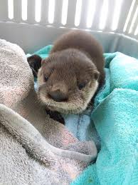 Otter family riding a slide together couldn't be more adorable! Baby River Otter Being Rehabilitated At Florida Wild Mammal Association Aww