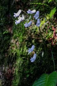 Image result for Streptocarpus umtaliensis