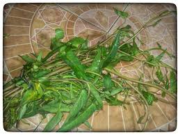 Kangkung merupakan sayuran yang menyehatkan yang telah dikenal di seluruh dunia. Indonesia Baik Buruknya Kangkung English Good Bad Kangkung Steemit