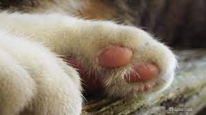 Spontaneous recovery of pillow foot is possible in some instances. Feline Plasma Cell Pododermatitis My Cat Has A Sore Paw
