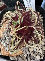 Image result for Brachystelma