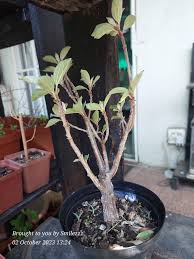 Image result for Pouzolzia mixta