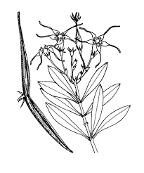 Image result for Strophanthus amboensis