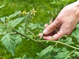 If the plant is growing in a container it should have at you stick your finger in and if it feels dry 1'', then it is time to water them.tomatos like misture but do not like being flooded with water.too much water can. Information About Pruning Tomato Plants