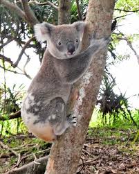 Koala In Noosa National Park Noosa Noosa Australia States Of Australia