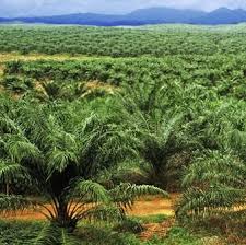 Pemupukan kita lakukan ketika tanaman kelapa hibrida sudah berusia sebulan pasca tanam, biasanya menggunakan pupuk urea, dosisnya 100gr tiap. 16 Cara Menanam Sawit Dan Cara Perawatannya