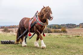 Clydesdale horses at full maturity are usually between 16 and 19 hands tall. The World S Largest Horses 5 Massive Draft Breeds