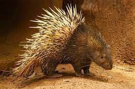 Bahkan, ada juga varian mawar biru atau ungu yang dikenal paling langka. Sains Mengkaji Alam Dan Makhluk Ciptaan Allah Ciri Ciri Khas Haiwan Melindungi Diri Daripada Musuh Animals Porcupine Lizard