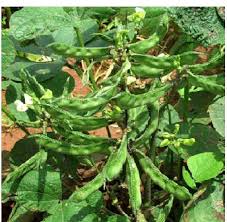 Image result for Dolichos sericeus