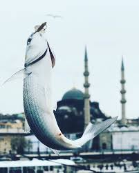 Gunaydin Iyi Haftalar Good Morning Have A Nice Week Istanbul 2017 Fish Aquarium Fishtank Socialenvy Fishporn Instafi Instagram Gunaydin Istanbul
