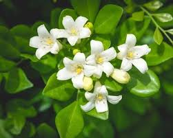 Murrayas are a great alternative to the box if you're after a taller hedge with the box look. How To Grow Murrayas