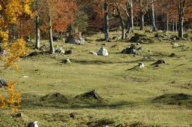 Ein Magischer Ort Wald Lichtung Umgeben Von Herbstlichem Farbenzauber In Bayern Nahe Tegernsee Urlaub Im Herbst Urlaub Erkunden