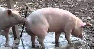 To make an animal halal, one has to slaughter the throat, severi. Here S How Science Backs Islam S Logic Of Declaring Pig Haraam Pork Meat Pork Islam