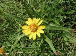 Image result for Pascalia glauca