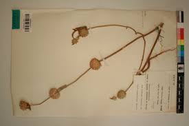 Image result for Acrotome inflata