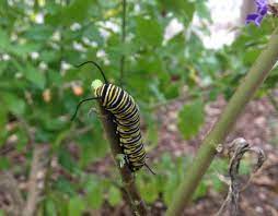 25 pods in an order. Guidance On Milkweed Management Confuses Butterfly Gardeners Texas Butterfly Ranch