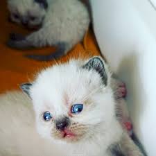 Kedi Scottish Fold Satilik Hayvan
