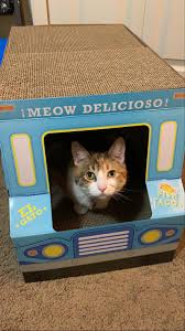 For a lighter lunch for two, we got the spicy octopus taco and the og fish taco. Owner Of El Gato Food Truck Specializing In Fish Tacos Catswithjobs