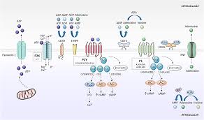 Setiap 4 menit suhu es krim naik 2oc. Frontiers Purinergic System Signaling In Metainflammation Associated Osteoarthritis Medicine
