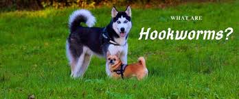 What Are Hookworms