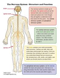 Nervous System Structure And Function Mini Poster In 2020 Nervous System Structure Human Body Anatomy Human Nervous System