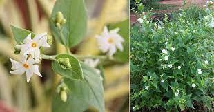 When the flowers open, they release a cloud of lovely scent. Parijat Leaves Benefits Benefits Of Night Jasmine Leaves