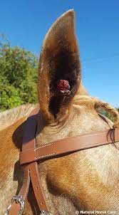 pin auf tiere
