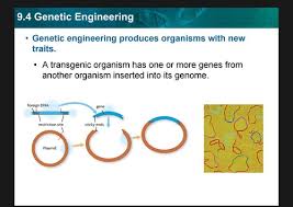 Mouse cells were first transformed in 1979, followed by mouse embryos in 1980. A Transgenic Organism Is One That Quizlet Ap Biology Biotechnology Flashcards Quizlet The Question Of Whether The Public Should Have Access To This Controversial Plant Raised Many Bioethical Questions