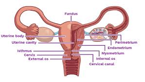 Image result for uterus