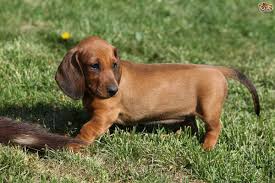 The basset hound's long, … fireworks explode like magnified gunfire in the exquisitely sensitive ears of many of our pets.measuring between 150 and 175 … jul 2, 2020 … which of these 12 most common dog ear shapes does your pup have? 10 Friendly Breeds Of Dogs With Big Floppy Ears Updated List