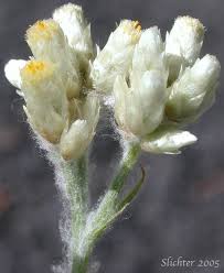 Image result for Fagopyrum snowdenii