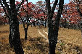 Image result for Rothmannia manganjae