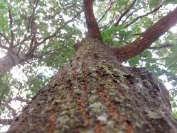 Image result for Terminalia phanerophlebia