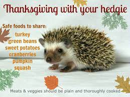 Hedgies Love Thanksgiving Hedgehog Food Hedgehog Pet Hedgehog Care