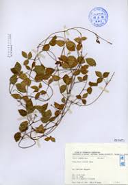 Image result for Vigna hosei