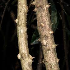 Image result for Secamone punctulata