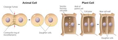 This type of cell division is good for basic growth, repair, and maintenance. Animal Cells Go Through The Process Of Cyt Clutch Prep