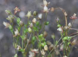 Image result for Sagina abyssinica