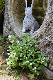 Image result for Impatiens hochstetteri