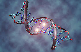 Like a recipe book it holds the instructions for making all the proteins in our bodies. How Stress Can Change Your Dna Science In The News