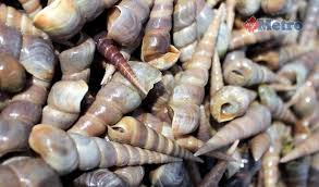 Siputsedutmasakkicap #menutradisisarawak siput sedut sangat sedap dibuat masak lemak tetapi siput sedut sungai yg berwarna. Keenakan Tuntul Dimasak Lemak Cili Api