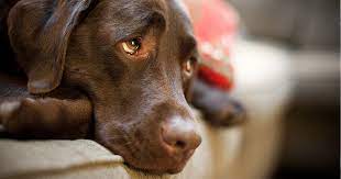 Treatments for many types of cancer can weaken your body's ability to fight off disease. Cancer In Dogs Pdsa