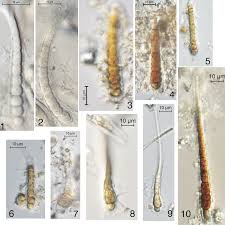 Image result for Brachythrix